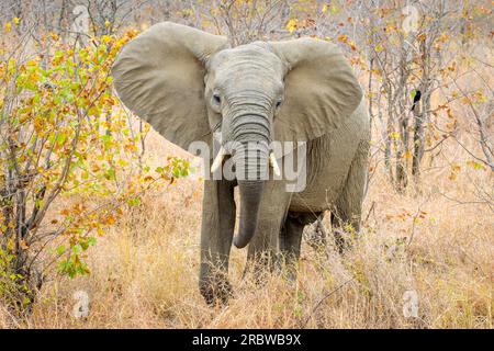 Young African Elephant (Loxodonta africana) standing in bush, looking at camera, Kruger national park, South Africa. Stock Photo