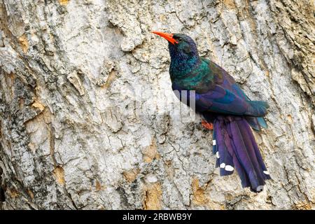 Green wood-hoopoe (Phoeniculus purpureus), foraging at bark of tree, Kruger national park., South Africa. Stock Photo