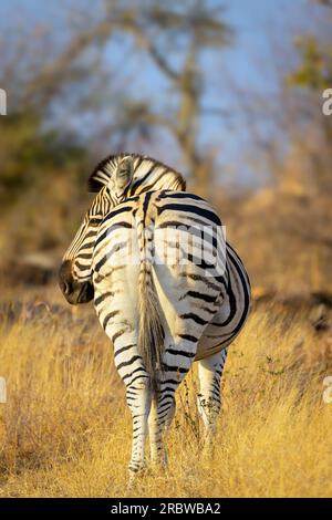Plains Zebra (Equus quagga) standing at savanna, seen from behind, Kruger National Park, Limpopo, South Africa. Stock Photo