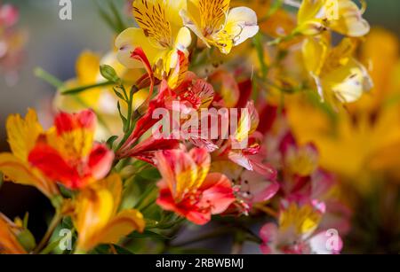 alstroemeria flowers close up Stock Photo