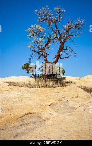 El Morro National Monument in New Mexico Stock Photo