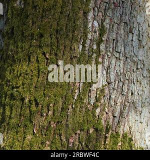 A Bark from basswood. Stock Photo