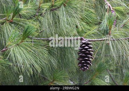 Cone of a blue pine (Pinus wallichiana). Stock Photo