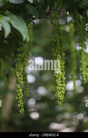 Hanging fruits of the caucasian wingnut (Pterocarya fraxinifolia). Stock Photo