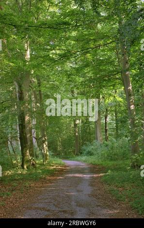Road through NSG Elisenhain, nature reserve near Greifswald, Mecklenburg-Vorpommern, Germany. Stock Photo