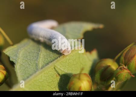 Eating caterpillar of a sawfly from the family Tenthredinidae. It is ...