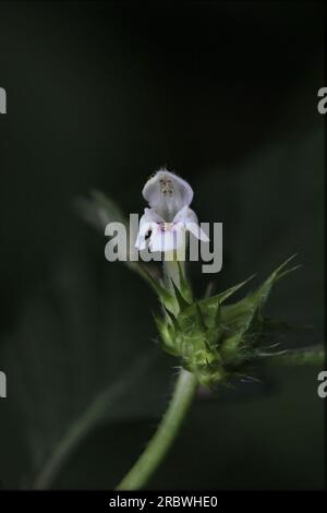Hemp-nettle species (Galeopsis pubescens subsp. murriana) with blossom. Stock Photo