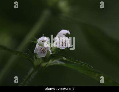 Hemp-nettle species (Galeopsis pubescens subsp. murriana) with blossoms. Stock Photo
