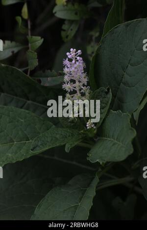 Inflorescence of the Indian Poke (Phytolacca acinosa). It later bears black berry fruits. Stock Photo