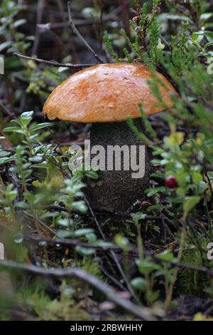 A single Orange Birch Bolete (Leccinum versipelle) between moss and wood in Sweden. Stock Photo