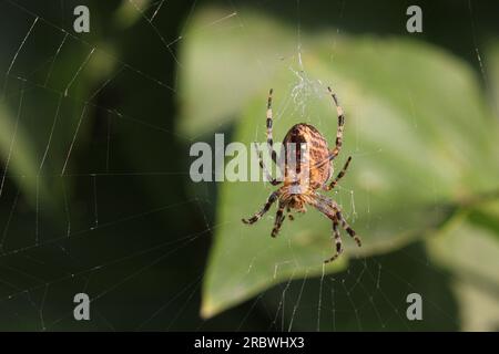 Cross orbweaver (Araneus diadematus) sitting in its web, seen from below. Stock Photo