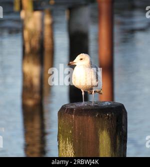 Juvenile european herring gull (Larus argentatus) sitting on wooden pole in a coastal region. Stock Photo