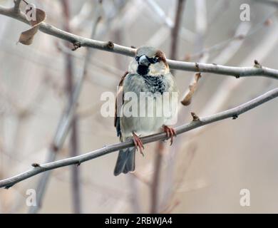Sparrows (Passer) in the wild sit on a branch Stock Photo