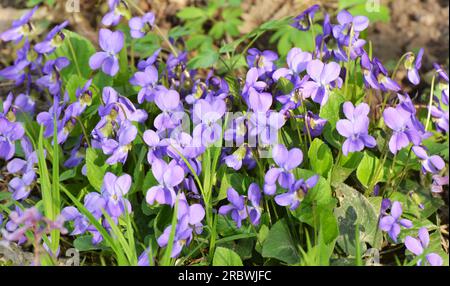 In spring in the wild forest violet (Viola odorata) grows Stock Photo