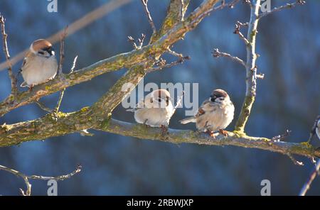 Sparrows (Passer) in the wild sit on a branch Stock Photo
