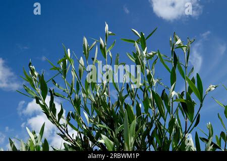 olive tree on blue sky background Stock Photo
