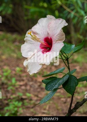 Closeup view of colorful white pink and red hibiscus rosa sinensis flower blooming outdoors in tropical garden Stock Photo