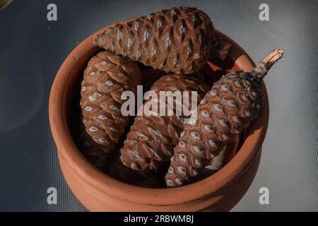 Pile of small wooden pine cones in clay pottery isolated on empty table. Closeup natural texture pine cones of conifer tree Stock Photo