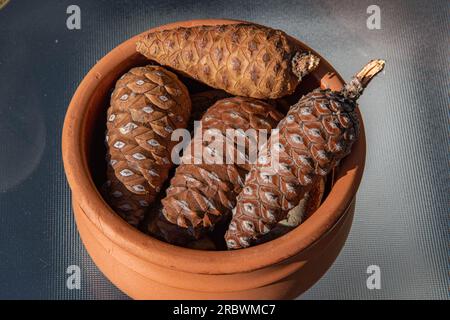 Closeup small wooden pine cones in clay pot isolated on empty table. Natural pine cones of conifer tree. Coniferous pine cones still life Stock Photo