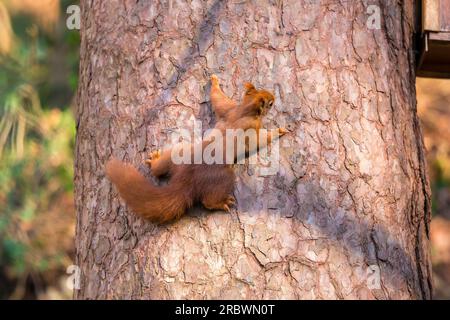 Back view of a wild red squirrel (Sciurus vulgaris) spread aross the trunk of a pine tree in a UK woodland in sunshine. Stock Photo
