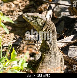 Largest of Africa's lizards the Nile Monitor can grow to over two meters in length. They are powerful and intelligent predators. Stock Photo