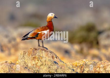 Ruddy Shelduck (Tadorna ferruginea), known in India as the Brahminy duck, is a member of the family Anatidae. Male animal guarding breeding territory. Stock Photo