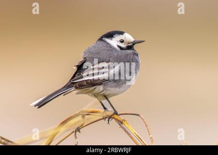 White Wagtail (Motacilla alba) perched on twig on brown background. This migratory bird is quite common in Europe. Wildlife scene of European nature. Stock Photo