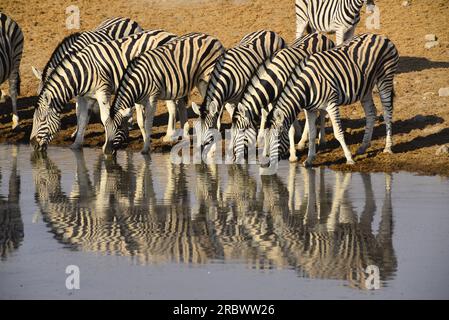 Zebras drinking at Chudob waterhole, Etosha National Park, Namibia Stock Photo