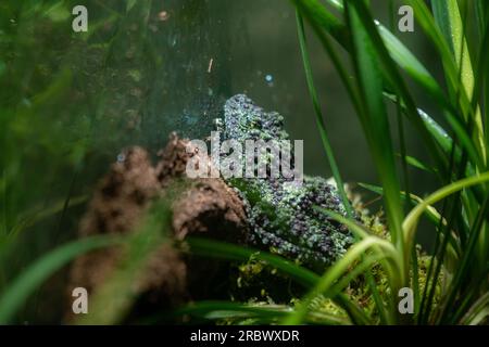 Mossy frog (Theloderma corticale), frog in the nature habitat, Vietnam. Widlife nature in Asia. Amphibian on the old vegetation, dark background, sele Stock Photo