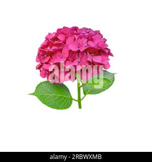 Red hydrangea macrophylla flower head closeup isolated on white. Hortensia flowering plant. Stock Photo