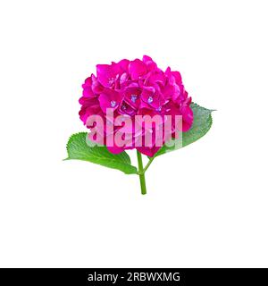 Bright purple hydrangea macrophylla flower head closeup isolated on white. Hortensia flowering plant. Stock Photo
