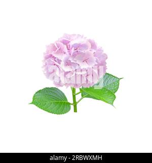 Pale pink hydrangea flower with serrated petals closeup isolated on white. Hortensia flowering plant. Stock Photo