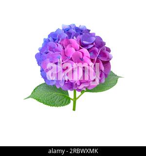 Hydrangea flower head split down in color isolated on white. Half blue and half pink inflorescence. Bicolor hortensia flowering plant. Stock Photo