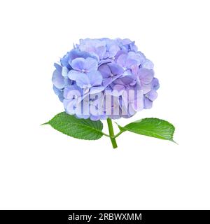 Celestial blue flower closeup isolated on white. Hortensia flowering plant. Stock Photo