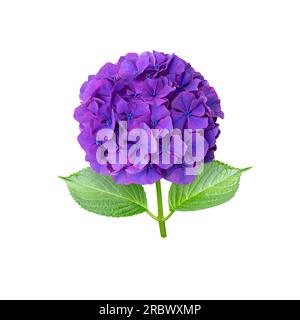 Purple hydrangea flower closeup isolated on white. Hortensia flowering plant. Stock Photo