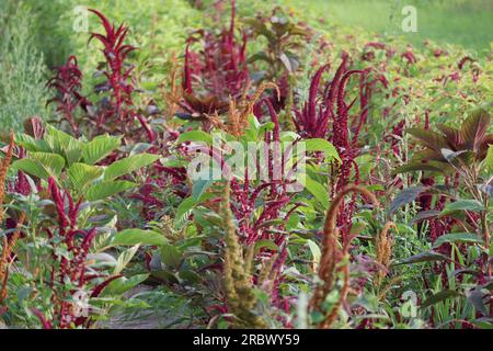 Blood amaranth decorative on a Field Stock Photo