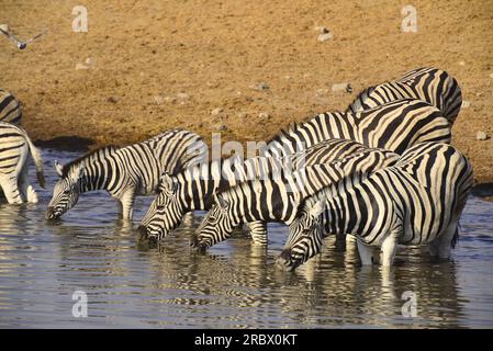 Zebras drinking at Chudob waterhole, Etosha National Park, Namibia Stock Photo