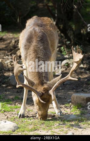Fallow Deer, Oasis WWF Monte Arcosu. The Monte Arcosu - Piscinamanna forest complex is the largest Mediterranean Maquis forest in the entire Mediterra Stock Photo