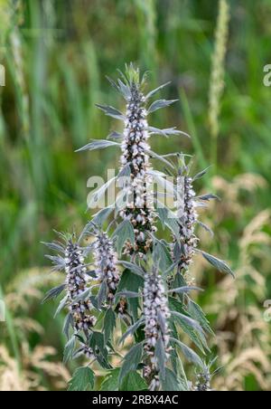 meadow plants growing in summer Stock Photo