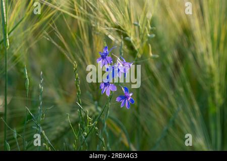 meadow plants growing in summer Stock Photo