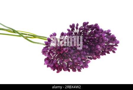 garlic flower on white background Stock Photo