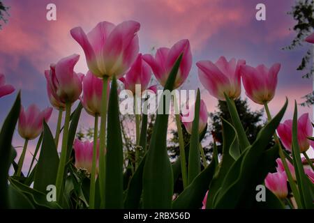 Pink tulips against a purple sky. High quality photo Stock Photo