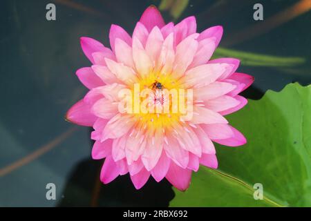 Top View of Amazing Gradient Pink Waterlily with a Little Bee Collecting Nectar on Yellow Pollen Stock Photo