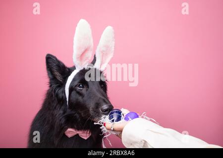 Adorable Dog In Bunny Costume Smelling 'Easter' Eggs. Pink background Stock Photo