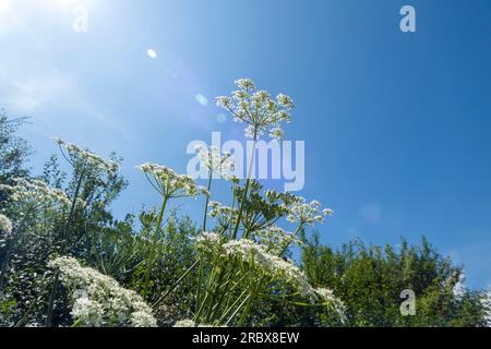 Cow parsley white flowers growing in the countryside Stock Photo