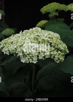 A flower of the mophead Hydrangea arborescens 'Incrediball' shining white and slightly green against a dark shady background in a British garden Stock Photo