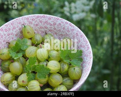 Close up of a Burleigh pottery bowl of freshly picked gooseberries (Ribes) from the garden in early summer Stock Photo