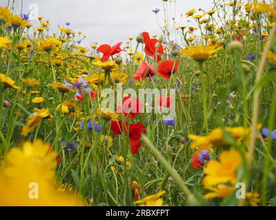 Colourful eye-level close up view of a wild flower field or meadow in June showing poppies, cornflowers and corn marigolds in red, blue and yellow Stock Photo