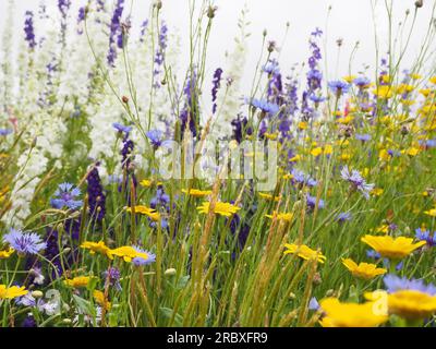 Eye-level close up view of a meadow of colourful British wildflowers including cornflowers and corn marigolds for biodiversity and pollinators Stock Photo