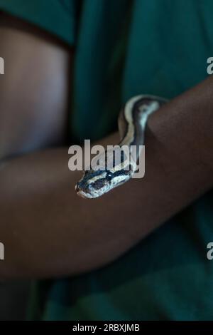 Ball python on dark skin arm close up. Stock Photo